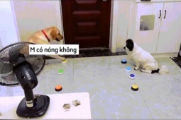 Clip hài hước - Cười ngất với cách hai chú chó nói chuyện