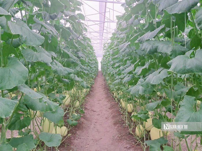 Mô hình dưa lưới ứng dụng công nghệ cao đang chuẩn bị cho thu hoạch.