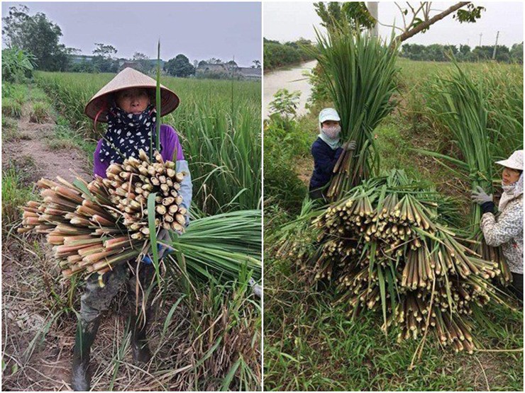 Cuối thu đầu đông là thời điểm củ niễng vào mùa. Mấy năm gần đây, củ niễng mang lại giá trị kinh tế nên nhiều hộ dân ở Nam Định đã mở rộng diện tích trồng để bán ra thị trường.
