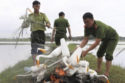 Tin tức trong ngày - Lội ruộng, leo cây tháo dỡ ‘ma trận’ bẫy chim trời ở Hà Tĩnh