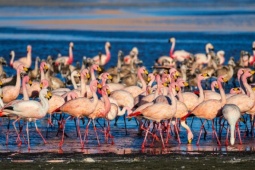 Du lịch - Khách Việt 'săn' hồng hạc ở Bolivia