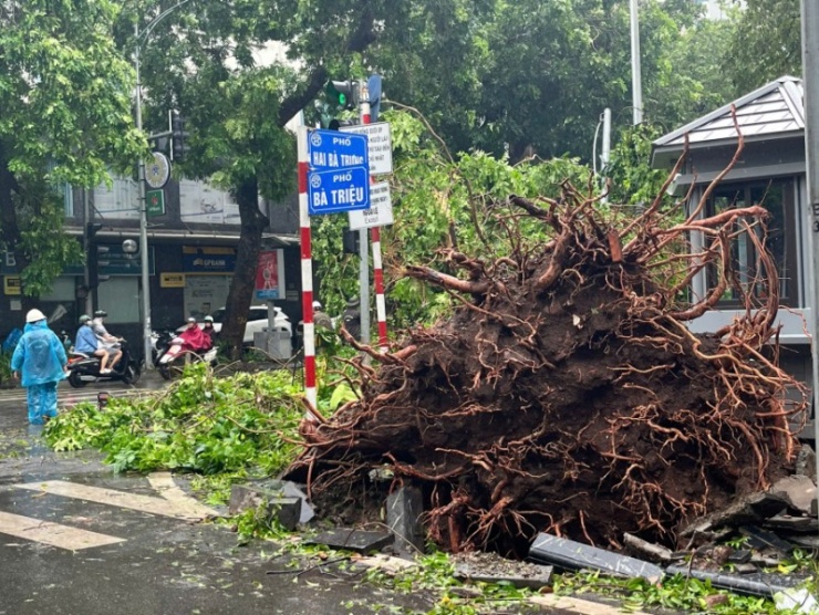 Hàng loạt cây xanh Hà Nội gãy đổ vẫn còn nguyên bọc bầu: Sở Xây dựng 'truy tìm' chủ đầu tư