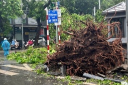 Hàng loạt cây xanh Hà Nội gãy đổ vẫn còn nguyên bọc bầu: Sở Xây dựng 'truy tìm' chủ đầu tư