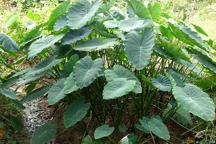 &nbsp;Trồng khoai sọ Mán không quá khó, chỉ cần đào hố đơn sơ, bón ít phân chuồng cùng tro bếp và thả củ vào lấp đất lại là được.
