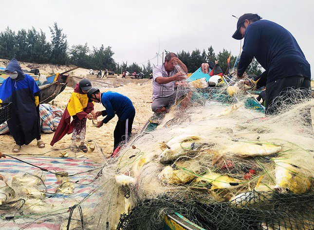 Ngư dân Quảng Bình trúng đậm luồng cá chim vàng, thu nhập lên đến hàng trăm triệu đồng