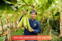 Tin tức sức khỏe - Loại quả được mệnh danh là “trái cây hạnh phúc”, rất giàu dinh dưỡng cho phổi, nhưng thường bị người Việt bỏ qua