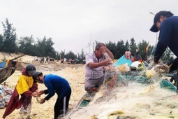 Ngư dân Quảng Bình trúng đậm luồng cá chim vàng, thu nhập lên đến hàng trăm triệu đồng