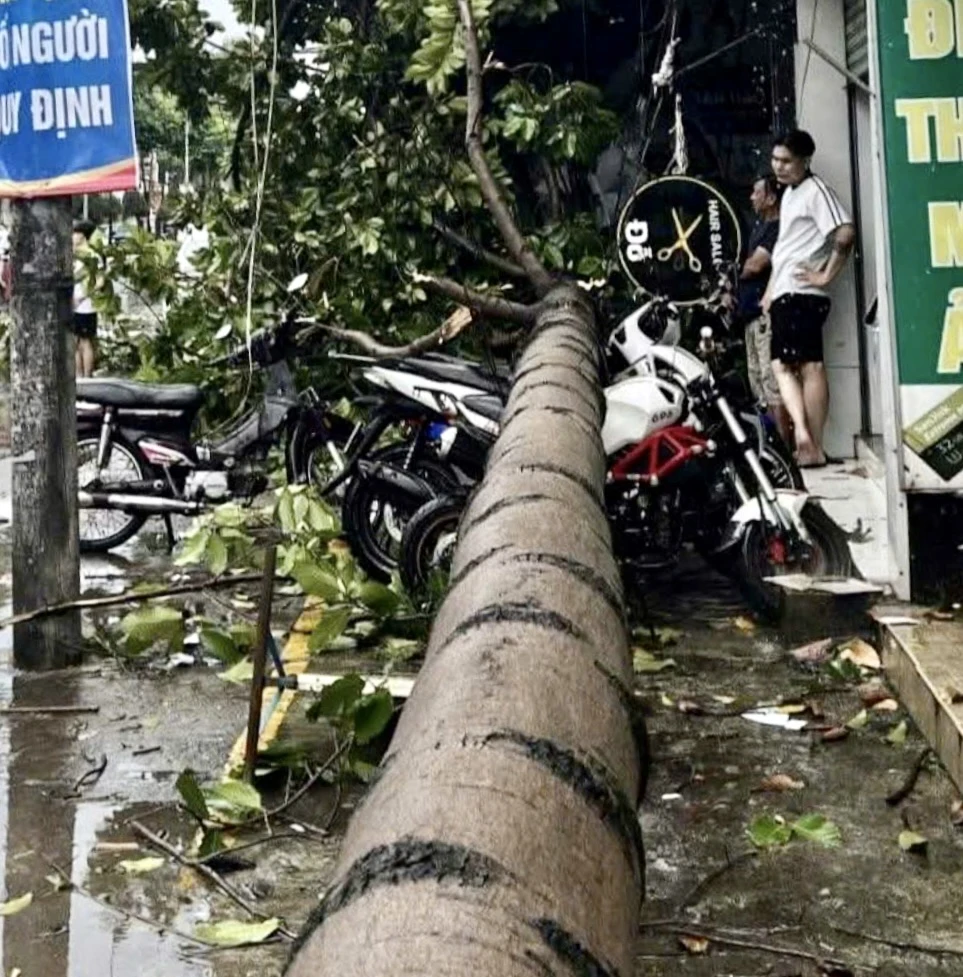 Mưa lớn bắt đầu khoảng 14 giờ 15 phút cùng ngày, kèm theo gió giông và lốc xoáy khiến một cây xanh có đường kính khoảng 30cm trên đường Nguyễn Ái Quốc (phường Tân Phong, TP Biên Hòa) bật gốc đổ dọc vỉa hè. Ảnh: VŨ HỘI