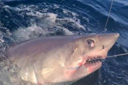 Media - Đi câu, người đàn ông bắt được con cá mập nặng 220kg trên biển