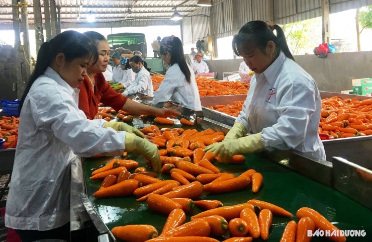 Niên vụ 2023-2024, Nông dân Việt Nam xuất sắc Nguyễn Đức Mệnh thu mua khoảng 10.000 tấn củ cà rốt. Ảnh: báo Hải Dương