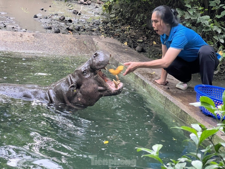 Đằng sau vẻ ngoài hoang dã: Công việc thầm lặng của những người chăm sóc thú tại Thảo cầm viên Sài Gòn