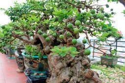 Thị trường - Tiêu dùng - Cây ăn quả quen thuộc thành bonsai, có cây tiền tỷ cũng khó mua được, vừa đẹp vừa hợp phong thủy