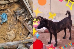 Bạn trẻ - Cuộc sống - Chú chó sống sót diệu kỳ sau 9 ngày bị vùi lấp ở Yên Bái