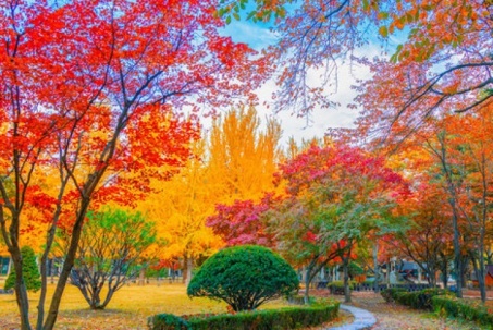 Đến đảo Nami ngắm những địa điểm lãng mạn trong phim kinh điển "Bản...