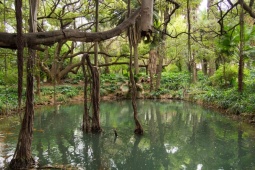 Du lịch - Đầm lầy đáng sợ hút du khách bởi những câu chuyện thần bí