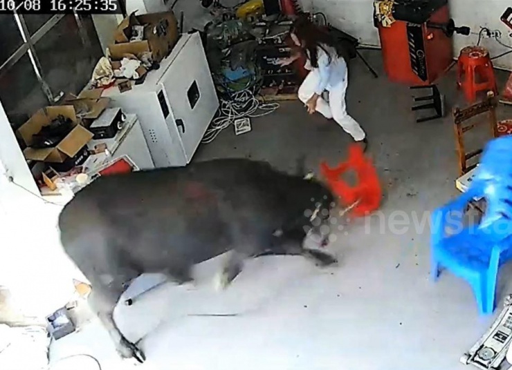 Con trâu lao vào cửa hàng khiến người phụ nữ sợ hãi.