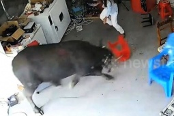 Clip: Trâu điên "đại náo" đường phố khiến người dân sợ hãi bỏ chạy