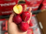 Thị trường - Tiêu dùng - Những quả táo đỏ au của Trung Quốc đổ bộ chợ Việt, là loại gì, có nên mua?