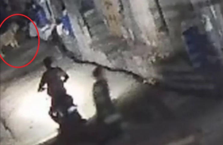 Hai người đàn ông vứt xe máy bỏ chạy khi chạm trán con sư tử.