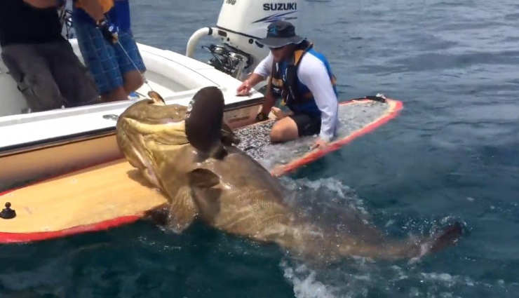 Con cá mú nặng 180kg.