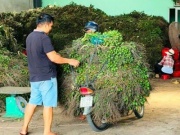 Thị trường - Tiêu dùng - Lần đầu tiên trong đời nhà vườn thấy giá cau tăng kỷ lục, điều gì đang xảy ra?