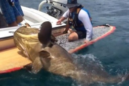 Media - Ngư dân câu được con cá mú khổng lồ nặng 180kg trên biển