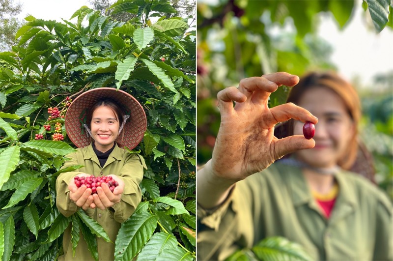 Cùng lớn lên với thức hạt màu nâu này nhưng cũng phải mất một thời gian dài, Hà mới tìm được con đường phù hợp để phát triển dòng sản phẩm cà phê đặc sản của gia đình mình.