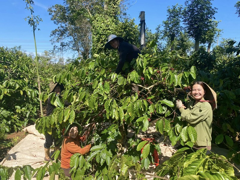 Thời điểm thích hợp để hái hạt cà phê tương đối ngắn, nên nhiều lúc cả gia đình của Hà phải làm việc hết công suất mới thu hoạch kịp mùa vụ.