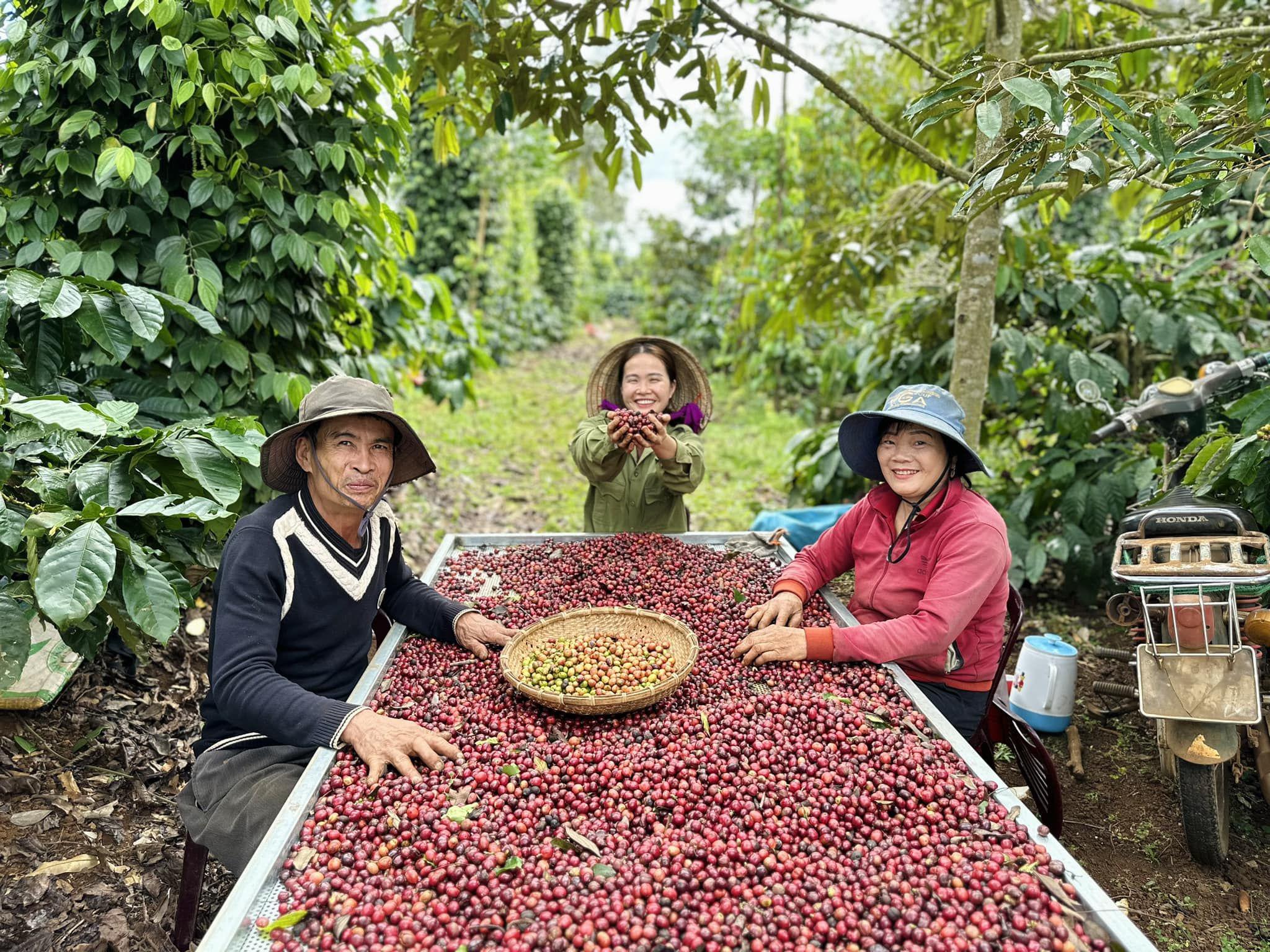 Công đoạn tuyển chọn từng hạt cà phê tốn rất nhiều nhiều thời gian và công sức, nhưng lại là công đoạn không thể thiếu để tạo nên những sản phẩm cà phê chất lượng cao.