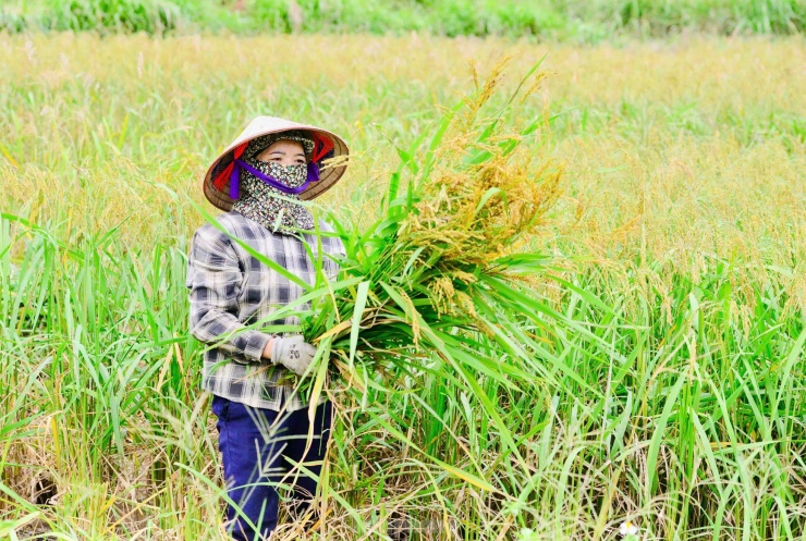 Mê mẩn khung cảnh tuyệt đẹp ở chân núi Tây Côn Lĩnh - 9