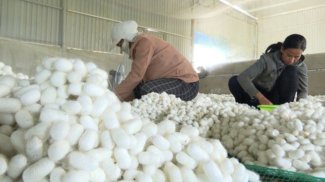 Nông dân tại xã Đăk Mar (huyện Đăk Hà) đang thu hoạch kén tằm.