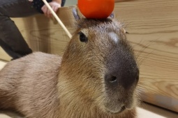 Thị trường - Tiêu dùng - Chuột khổng lồ “hút tài lộc” - chủ nuôi kiếm 66 triệu/tháng "ngon ơ"