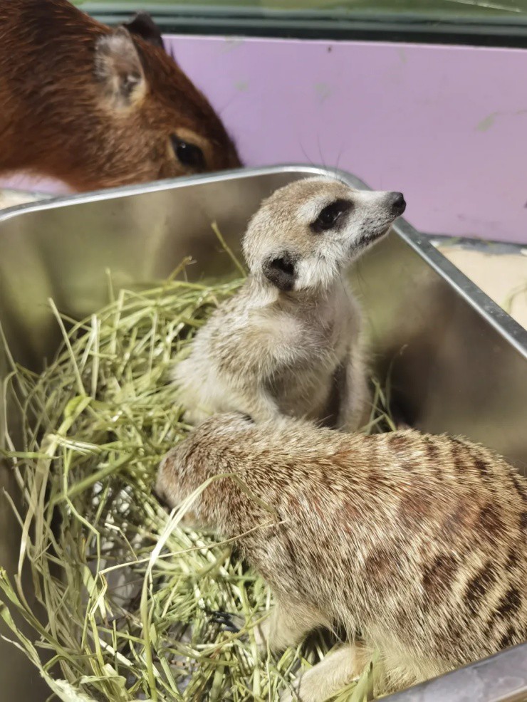 Chuột khổng lồ “hút tài lộc” - chủ nuôi kiếm 66 triệu/tháng "ngon ơ" - 3