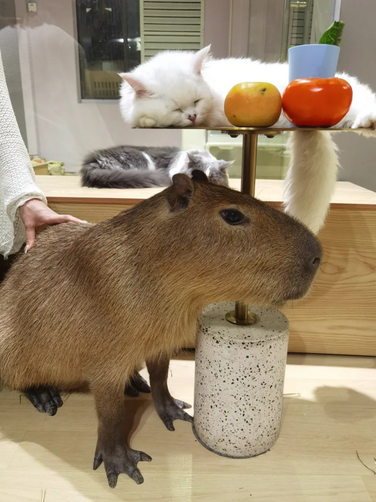 Chuột khổng lồ “hút tài lộc” - chủ nuôi kiếm 66 triệu/tháng "ngon ơ" - 2