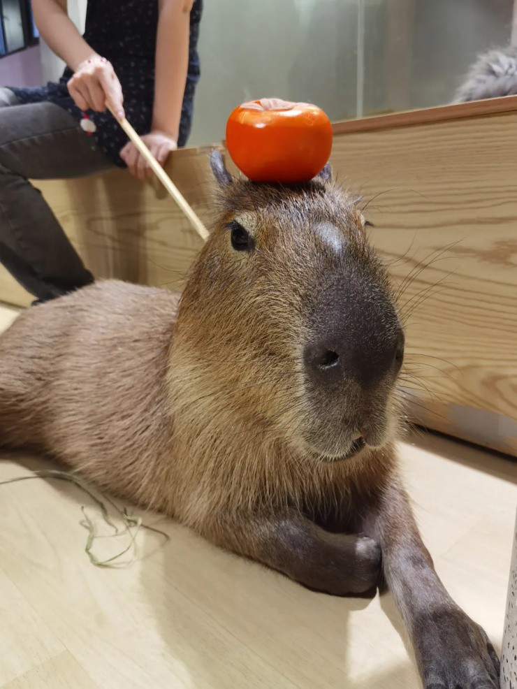 Chuột khổng lồ “hút tài lộc” - chủ nuôi kiếm 66 triệu/tháng "ngon ơ" - 1