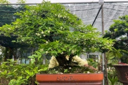 Loại cây hoa thơm nức mũi, lên chậu thành bonsai, có cây giá 1,2 tỷ đồng
