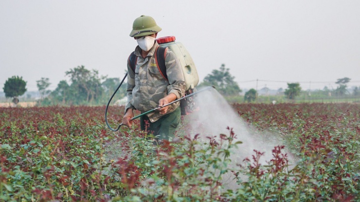 Nông dân làng hoa Mê Linh mất mùa 20/10, 'mót' từng bông hồng để bán - 2