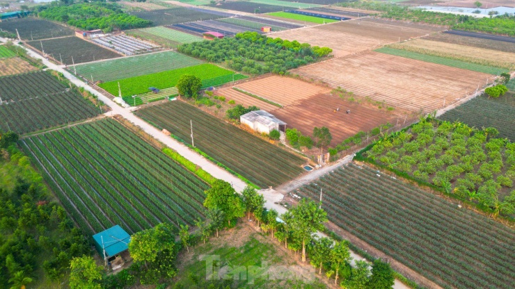 Nông dân làng hoa Mê Linh mất mùa 20/10, 'mót' từng bông hồng để bán - 1