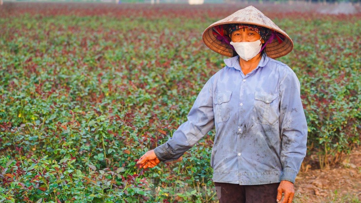 Nông dân làng hoa Mê Linh mất mùa 20/10, 'mót' từng bông hồng để bán - 4