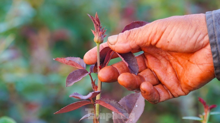 Nông dân làng hoa Mê Linh mất mùa 20/10, 'mót' từng bông hồng để bán - 5