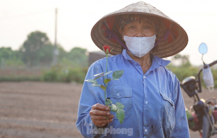 Nông dân làng hoa Mê Linh mất mùa 20/10, 'mót' từng bông hồng để bán - 6