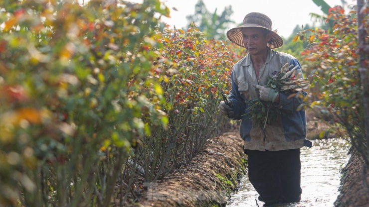 Nông dân làng hoa Mê Linh mất mùa 20/10, 'mót' từng bông hồng để bán - 7