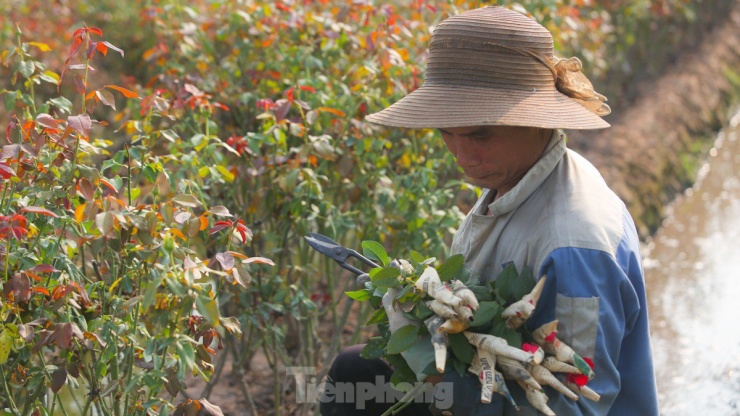 Nông dân làng hoa Mê Linh mất mùa 20/10, 'mót' từng bông hồng để bán - 8