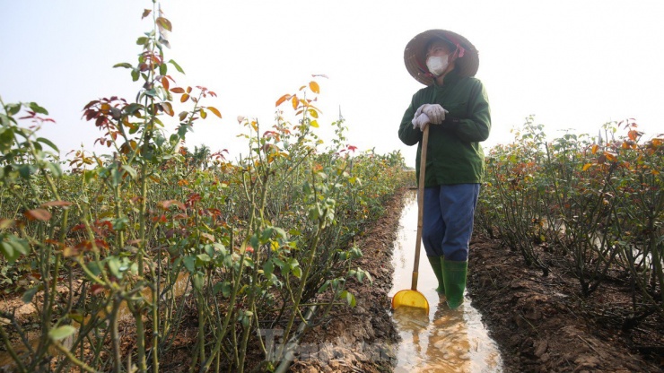 Nông dân làng hoa Mê Linh mất mùa 20/10, 'mót' từng bông hồng để bán - 11