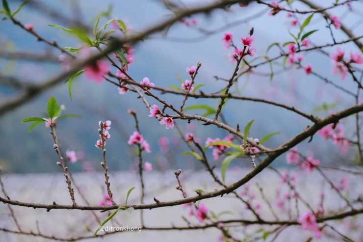 Hoa đào nở như một món quà bất ngờ từ thiên nhiên.