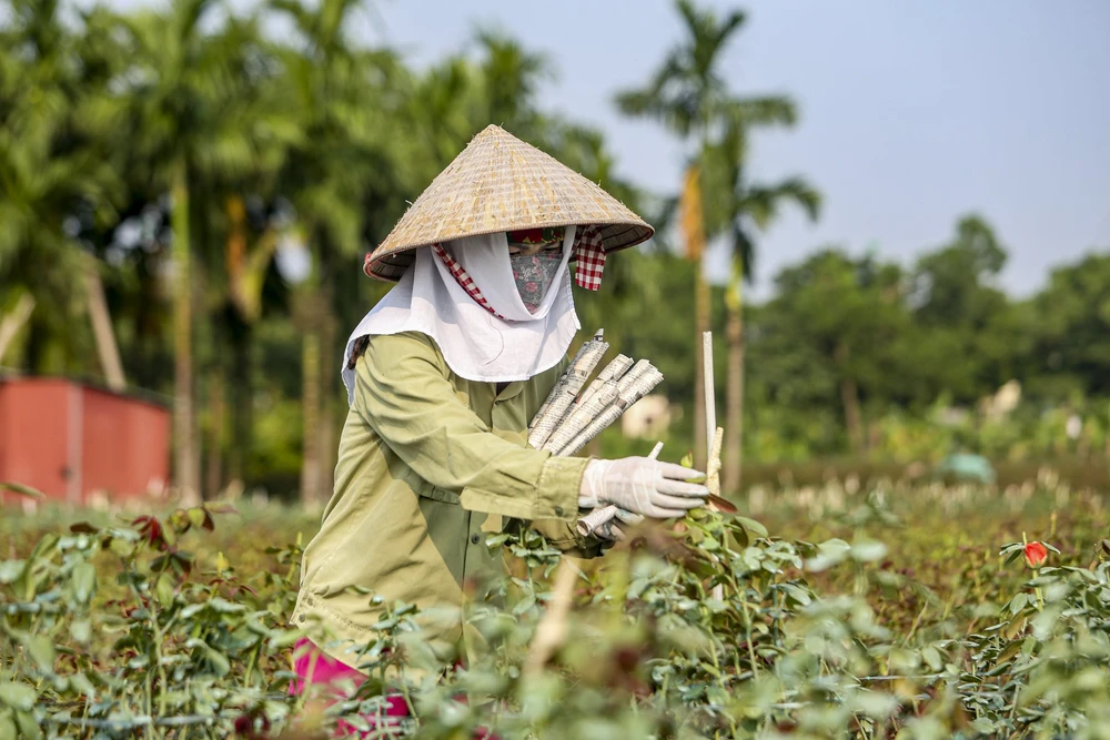 Vài ngày tới là ngày Phụ nữ Việt Nam nhưng hiện tại không mấy hộ gia đình có hoa thu hoạch để cung ứng cho nhu cầu của thị trường.