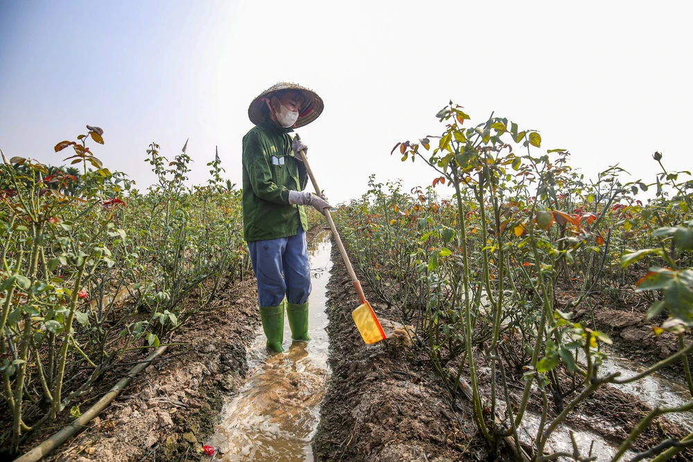 "Năm nay do ảnh hưởng của mưa lũ, nắng nóng thất thường đã khiến cho hoa hồng không nở nhiều, có nở thì chất lượng cũng không đẹp. So với những năm trước, tôi cho rằng nguồn cung chỉ đáp ứng được 2/10 so với nhu cầu của thị trường"- chị Hòa nói.