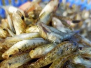 Thị trường - Tiêu dùng - Loại cá bé tí mỗi năm chỉ có một mùa, trước không ai ăn, nay bắt về bán 200.000 đồng/kg