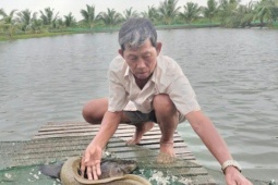 Thị trường - Tiêu dùng - Nắm bí quyết nuôi cá &quot;lớn nhanh như thổi&quot;, ông nông dân nhẹ nhàng kiếm 5 tỷ đồng