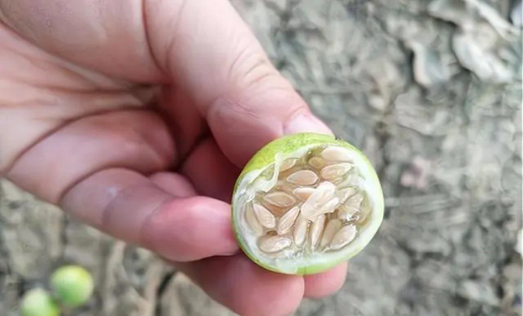 Quả quen thuộc bị đồn có độc mà đắt gấp 10 lần loại thông thường - 3